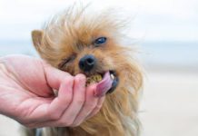 12 human foods dogs can eat and 5 they shouldn’t