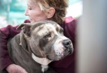 This shelter dog hugged his way to a real home