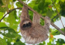 25 Animal Facts That Sound Fake But Are Actually Totally True