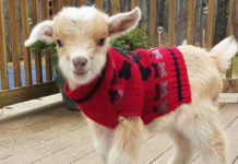 Meet The Inspiring Woman Who Quit Her Big City Job to Raise Baby Goats