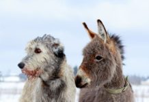 9 of the world’s largest dog breeds