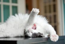 GREAT News: Funny Cat Videos Are Actually Good for You