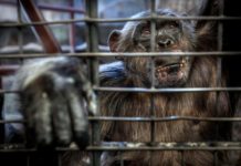 BLOODIED AND CHAINED Thailand zoo horror revealed in sickening snaps showing emaciated animals shackled in tiny cages