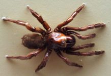 World’s longest-lived spider died at the ripe old age of 43