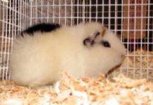 Punish PetSmart Store for Alleged Animal Cruelty