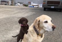 15 Priceless Pet Reactions To The New Puppy