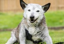 23-year-old dog’s owner on key to longevity: ‘He is definitely a spoilt lad’