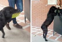 Dog Always Brings A Leaf To ‘Buy’ Himself Treats At The Store