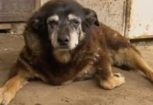 Maggie The Kelpie, ‘World’s Oldest Dog,’ Dead At 30