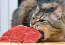 Caught on camera: Pets eating people food