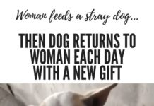 Stray Dog Gives Woman Who Feeds Him Gifts