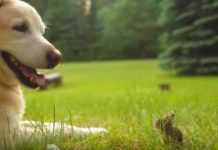 Dog Meets Baby Bunny And Decides To Keep Him Forever