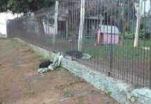Puppy Drags Her New Blanket Outside To Share With A Cold Stray Dog