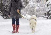Winter Dog Walking 101: Five Ways to Keep Your Dog Safe in the Snow