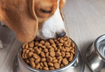 How to Properly Store Your Dog’s Food