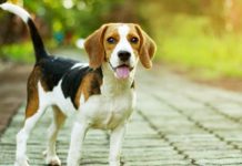 What’s All the Buzz About Mosquitoes & Dogs?