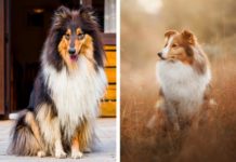 Can You Tell the Difference Between These Nearly Identical Dog Breeds?