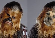 16 Cute Dogs are Celebrating Star Wars Day in Style!