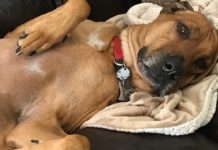 Cooper is Saved! Family Dog Faces Death After Relentless Harassment