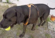 Florida Woman Forced to Share Custody of Her Dog with Former Neighbor