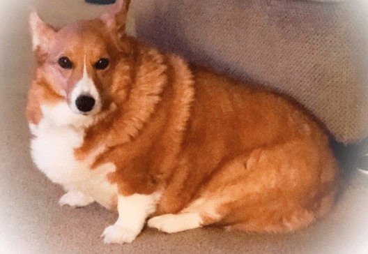 Dog Dies During Grooming at New Jersey PetSmart