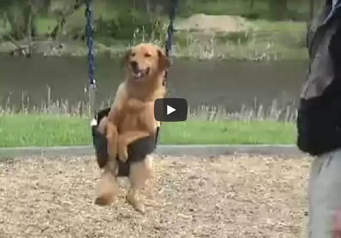 When Dad Put The Dog in The Swing, The Dog’s Reaction Got The Entire Family Laughing!