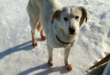 Airport Authorities Shoot, Kill Dog that Escaped Kennel onto Runway