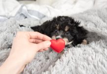 Top 7 Tips for Adopting a Dog