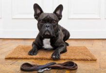 7 Good Reasons Why You Need a Bulldog in Your Life