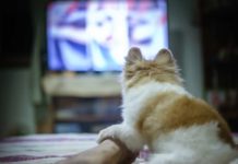 Netflix & Woof: Dogs are Man’s Best Binge Partner, Too!