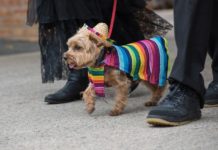 16 Dogs Celebrating Cinco de Mayo in Style