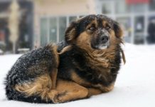 Pennsylvania Law Makes Leaving Dogs Out in the Cold a Felony