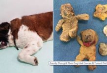 Dog’s Spleen Cancer Diagnosis Turned Out to be Mass of Stuffed Toys
