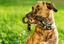 14 Easy Steps You Can Take Today To Go Green With Your Dog!