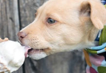 Recipes for Dog-Safe Homemade Ice Cream