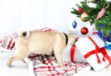 Dogs Opening Their Christmas Presents