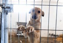 5 Ways to Help Shelter Dogs When You Can’t Adopt