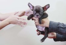 Maryland Becomes 2nd State to Ban Retail Store Puppy, Kitten Sales