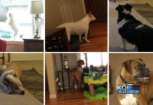 Would Your Dog Protect You During a Break In? 6 Dogs are Put to the Test