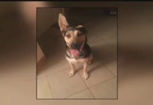 Missing Arizona Dog Found a Year Later in New York