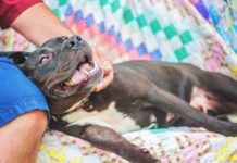Hooray! Montreal is Officially Ending it’s Ban on Pit Bulls