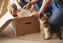 Helping Your Pet Adjust to a New Home