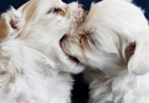 Need Help With Vet Bills or Pet Food? There ARE Resources Available!