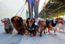7 Simple Ways to Make Dog Walking More Fun