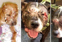 Man Sold His Dog To A Complete Stranger Online, Now The World Is Shocked