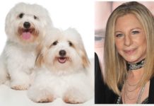 Send in the Clones: Barbra Streisand Cloned Her Beloved Dog – Twice!