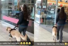 WATCH: Sneaky Guide Dog Leads Blind Handler Into Pet Store for Treats