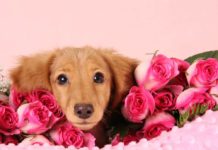 9 Ways to Spend Quality Time with Your Dog on Valentine’s Day