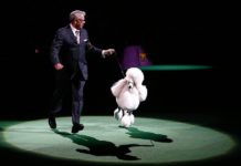 The Rich & Colorful History of the Westminster Kennel Club Dog Show