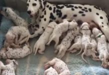 Dalmatian With Giant Stomach Gives Birth. When Puppies Are Born, Vet Discovers Big Mistake